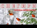 СНЕГИРИ - Огненные вестники зимы