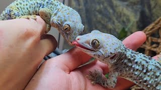 This Is The Great Thing About Tokay Gecko