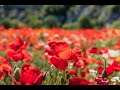 2023 05 coquelicots