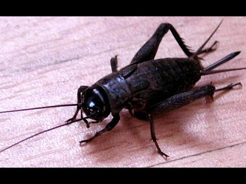 Cricket (Insect)