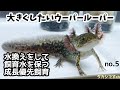 【ウーパールーパー　飼育】毎日水換えとジクラＷで餌の消化吸収