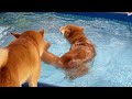 泳ぐ柴犬はプールの後はいつもこんな感じですw