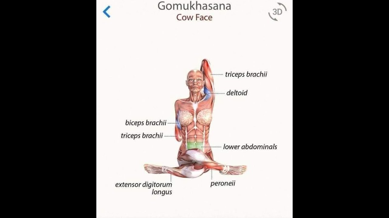Basic Asanas - YouTube