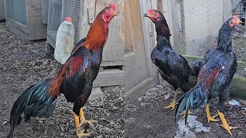 My future boys. kuv cov lau qaib mos