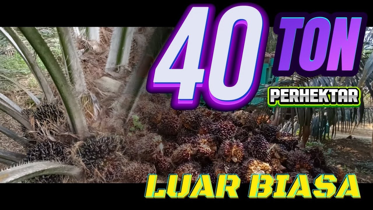 Menembus Batas Potensi Produksi Damimas 