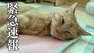 もしかして、こまちゃんが奇跡を起こすかもしれません！