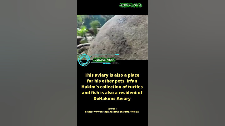 DE HAKIMS AVIARY, OWNED BY IRFAN HAKIM WHO MAKES YOU CURIOUS #shorts