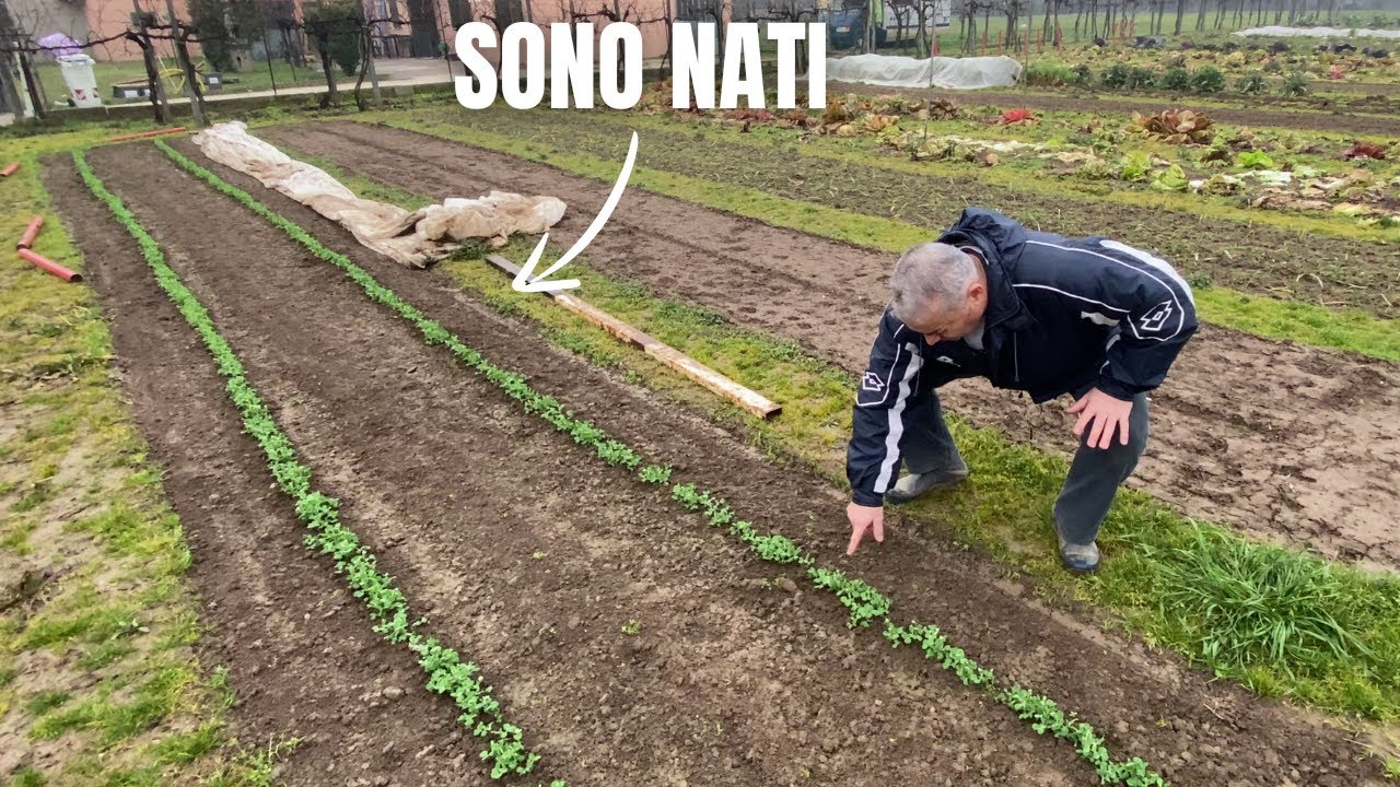 COLTIVARE i PISELLI: consigli utili!