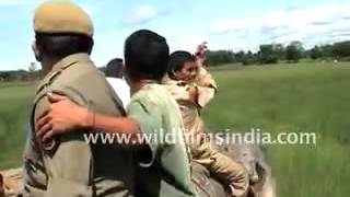 The full video of tiger attacking