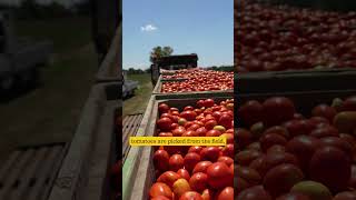 Unprocess Your Passata