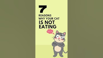 😿Why Your Cat Isn