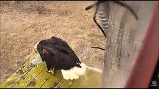 Animals Life Story: Crow annoy eagle