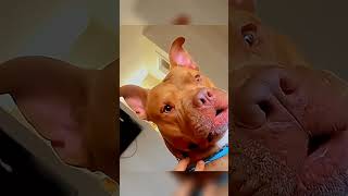 😂 USA Virals funny tiktok videos #FunnyTikToks #virals #funny