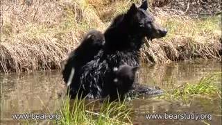 April 28, 2012 - Jewel the Black Bear - Cubs Go Swimming!