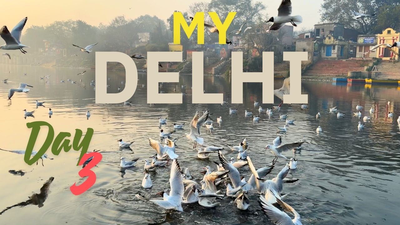 Indian Guest Birds From Siberia Russia