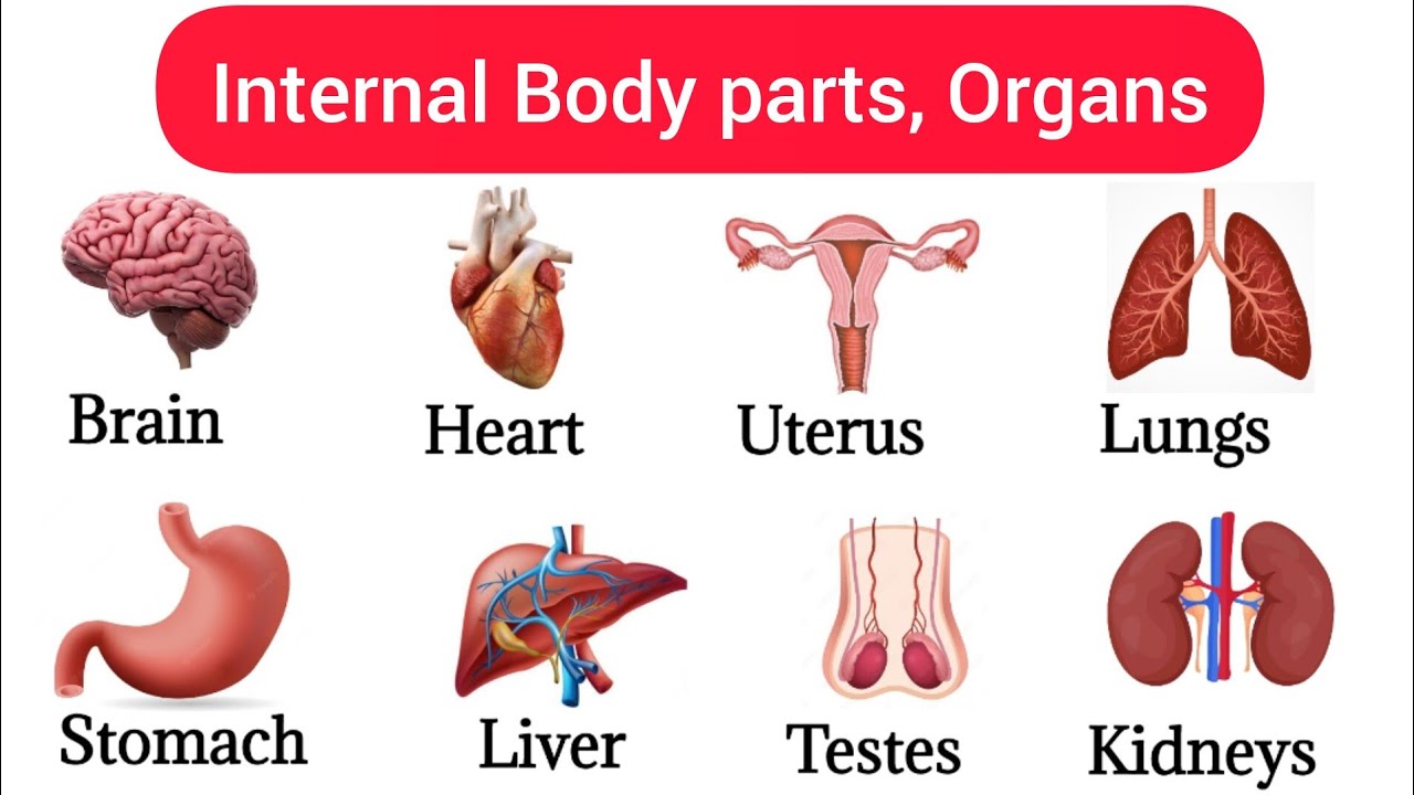 40 Basic Parts Of Body Internal Organs Listen And Practice Maxresdefault