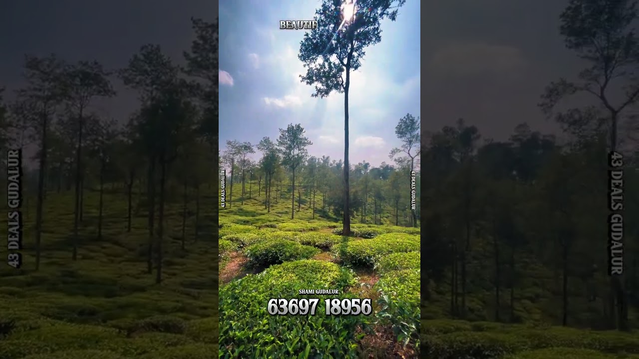 Estate For Sale .. Total 98 Acre .. In Gudalur , The Niligiris.. Contact Us  : 6369718956.. 