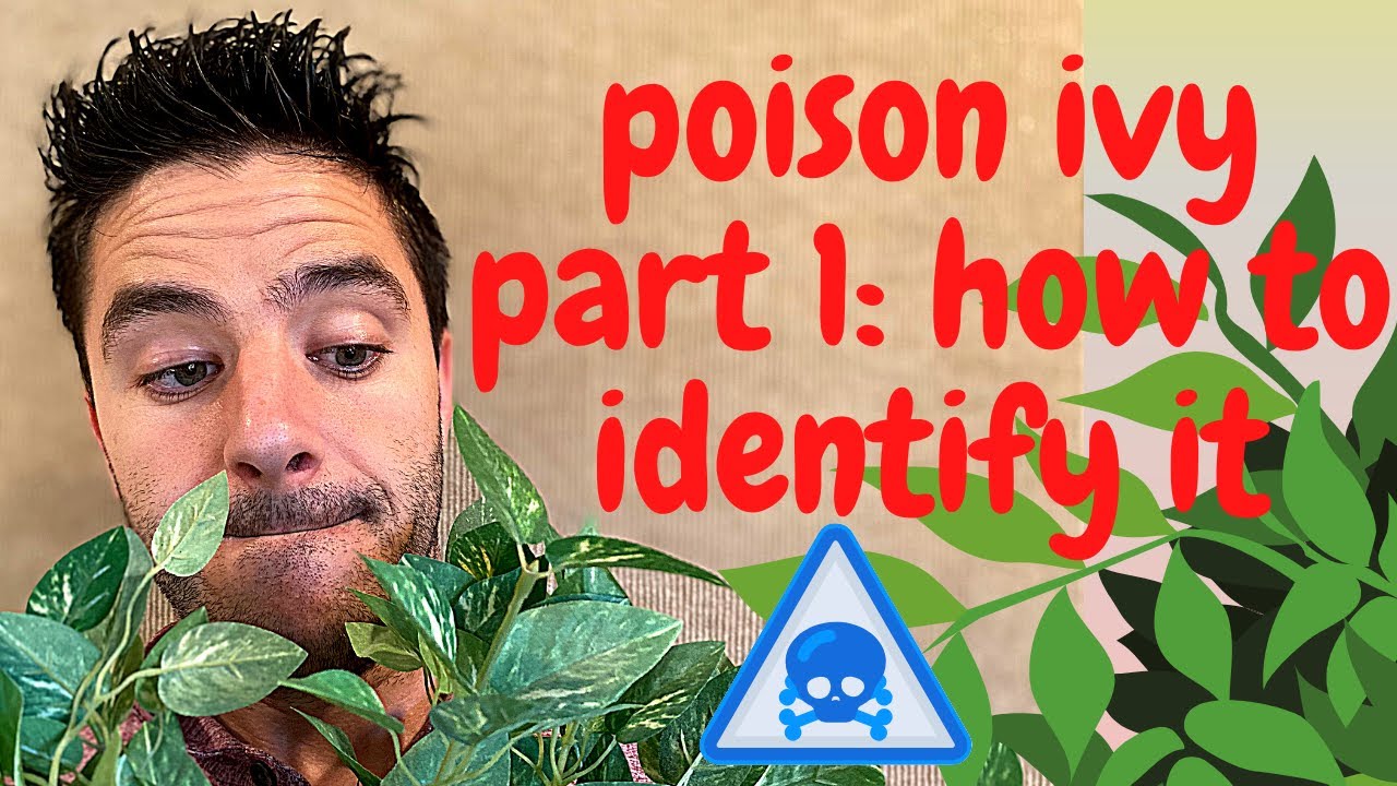 Poison Ivy Part 1: How do I identify it and what does it cause? |AskYourMD