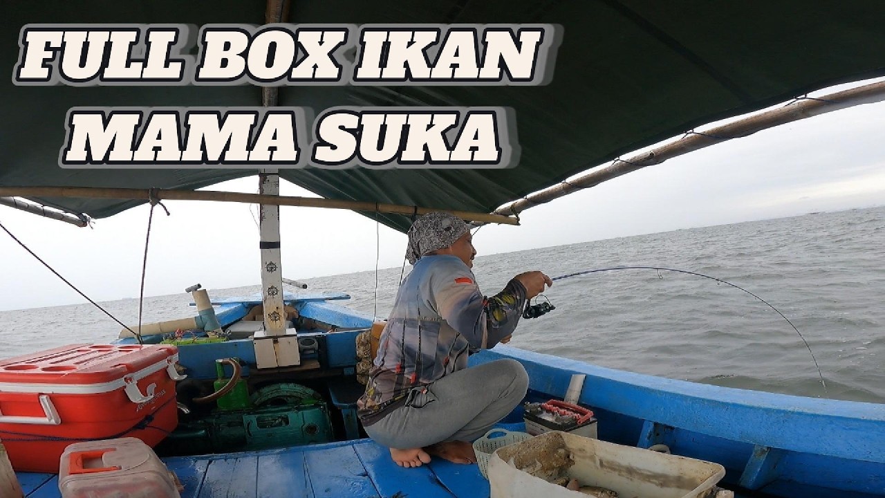 IKAN INI LAGI NGUMPUL BOX DIJAMIN PENUH