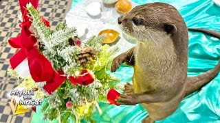 Otters’ Christmas in Hakone [Otter Life Day 891] by Aty 172,471 views 4 months ago 5 minutes, 58 seconds