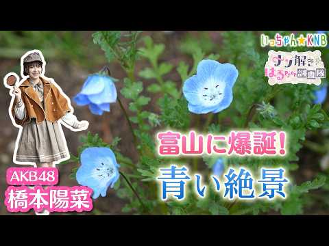 富山で見つけた絶景！青い花畑の魅力