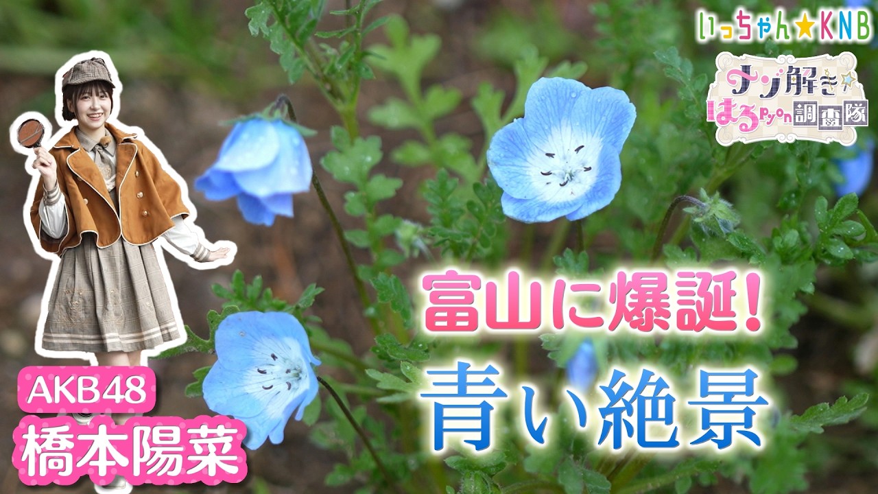 池に落ちる花びらの青のれん A Photogenic Blue Flower Field in Toyama! [Mystery-Solving