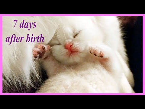 ✔️-7-days-after-birth-|-british-shorthair-kitten-|-newborn-cute-kitten
