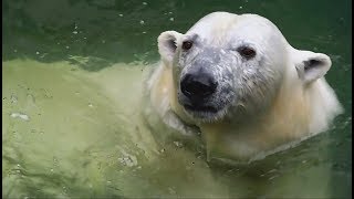 Ми-ми-мишки Кай и Герда. Новосибирский зоопарк Ми-ми-мишки Кай и Герда. Новосибирский зоопарк