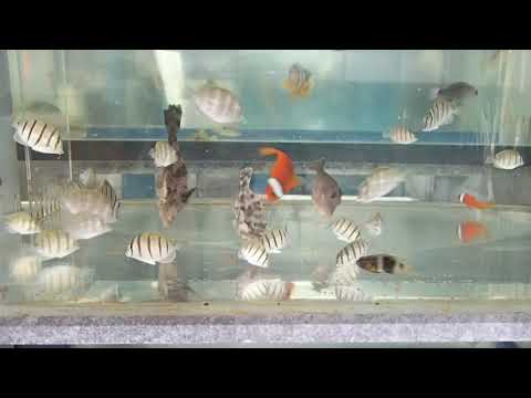 シガテラ海水魚 シマハギ幼魚 Youtube