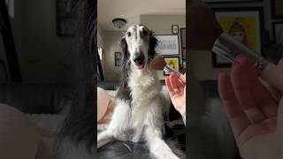 void horse ASMR, part 2 #borzoi #dog #voidhorse #asmr #makeuptutorial #petsofyoutube #dogsofyoutube