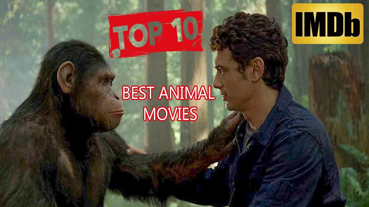 Top 10 Best Animal Movies of all time/According To IMDb score - YouTube