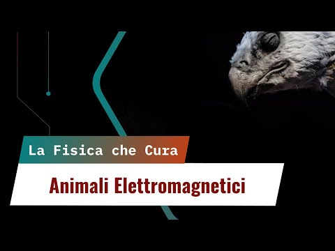 La Fisica che Cura