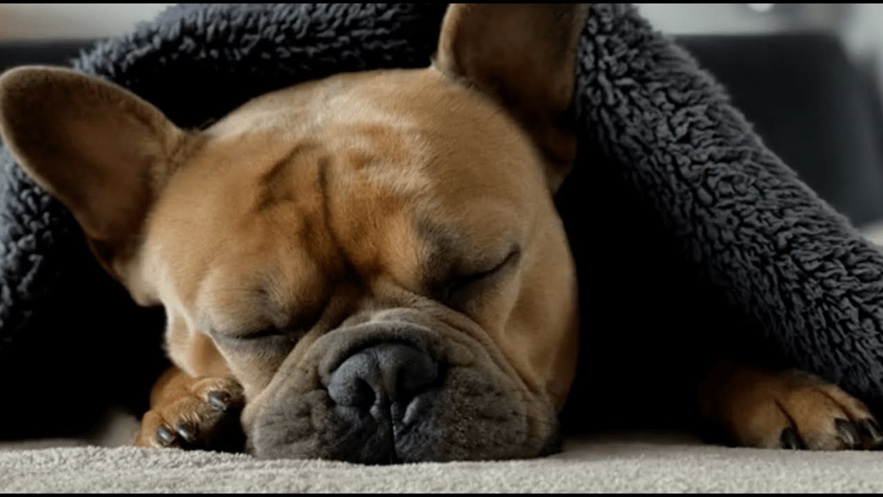 Ruhige Entspannungsmusik für Hunde YouTube