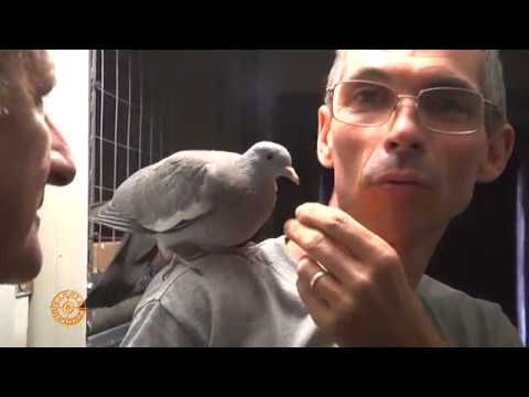 Video: Come distinguere un colombaccio maschio da una femmina?