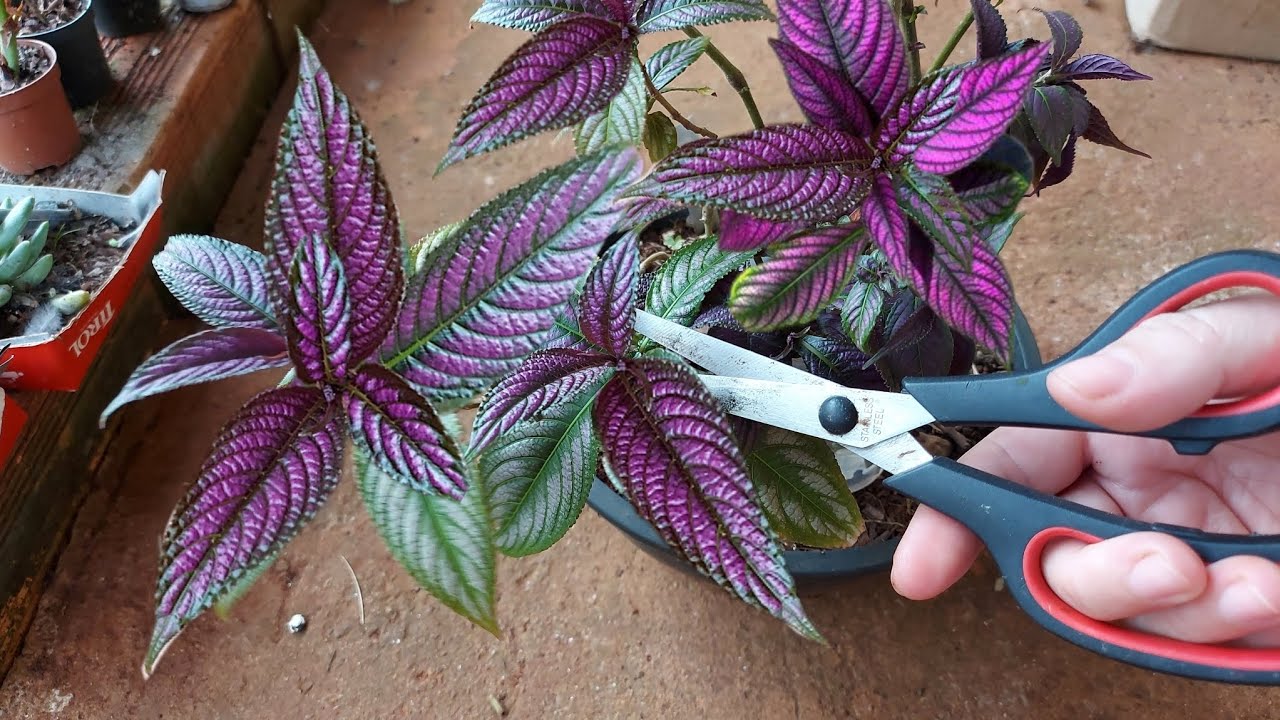 POUCAS pessoas SABEM disso sobre o ESCUDO PERSA | Aprenda você também