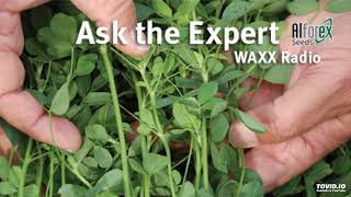 Ask the Alfalfa Expert - After Alfalfa Emergence