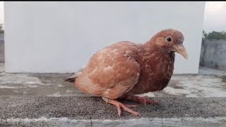 Download Lagu Lebaran idul fitri 1444 H dirumah aja || Ada sipiyik kasihan kalau di tinggal pergi MP3