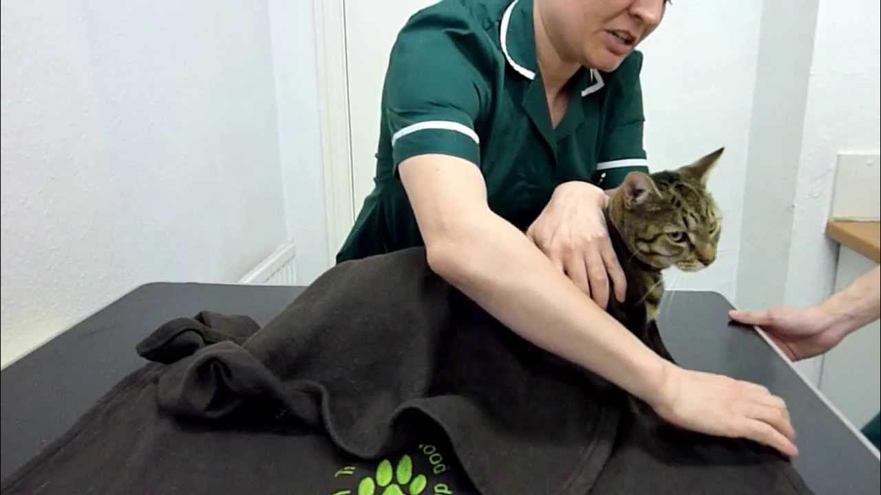 How to restrain your cat safely YouTube