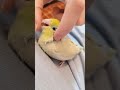 relaxed birb #bird #birdsofinstagram #birdsofinstagram #cutebirds #parrotlet #parrot #parrotvideo