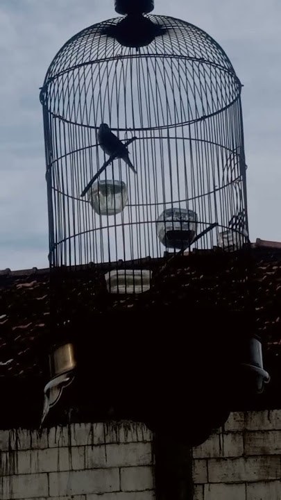 Kerakbasi alis hitam gacor.,pancingan burung macet bunyi.
