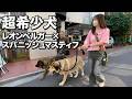 【超大型犬】年間登録数0頭のスパニッシュ・マスティフを撮ってみた