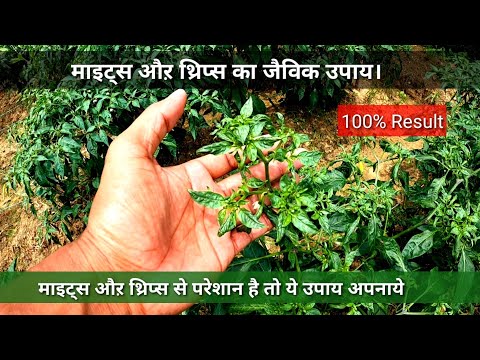 माइट्स और थ्रिप्स का दमदार जैविक दवा।Mites,thrips control 100% organic product.