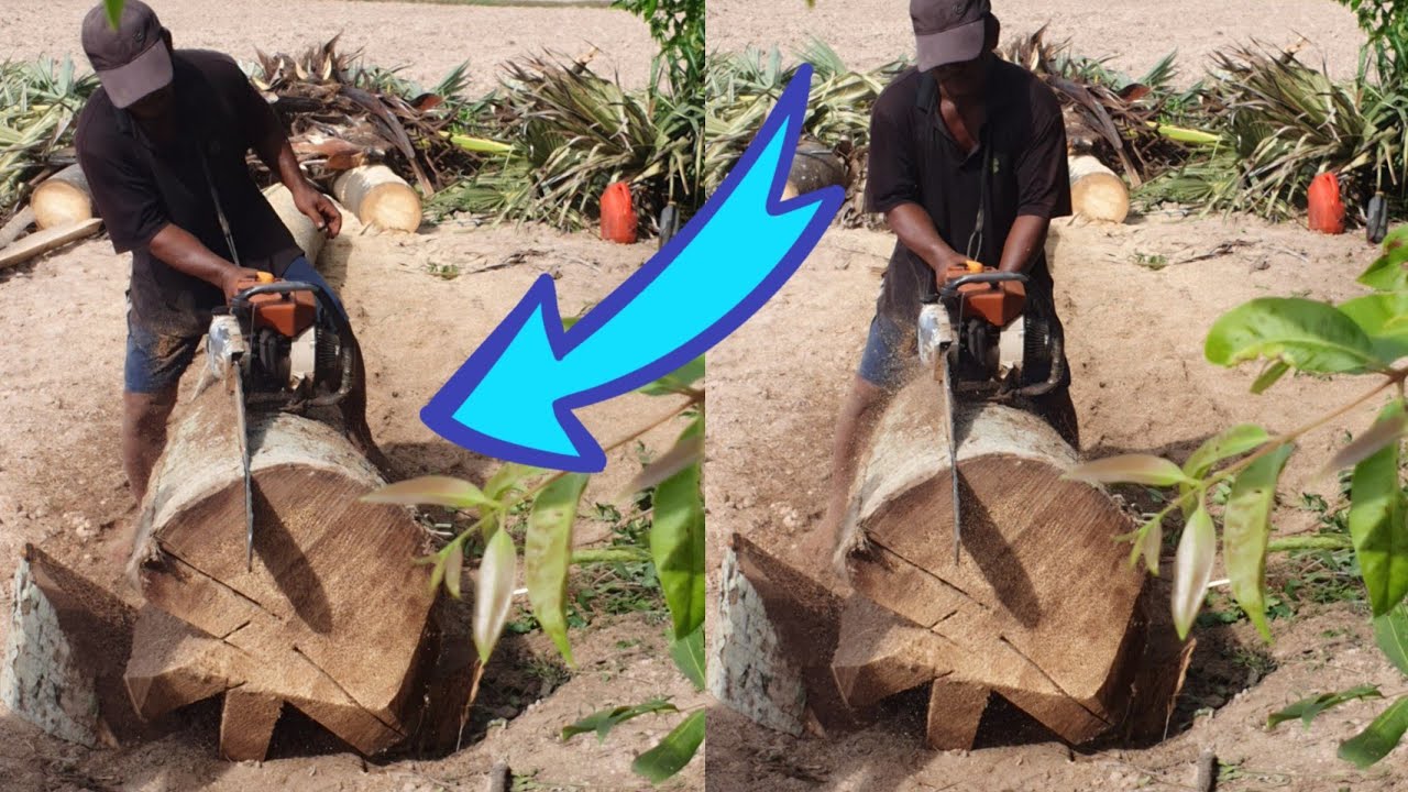 SAWING Palm Tree With Chainsaw STIHL MS 070 - YouTube