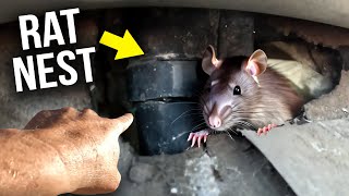SCRATCHING & SMELLING Rats in your bathroom walls ? … Do this!