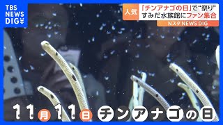 11月11日「チンアナゴの日」東京・すみだ水族館にファン集合で“お祭りさわぎ”｜TBS NEWS DIG