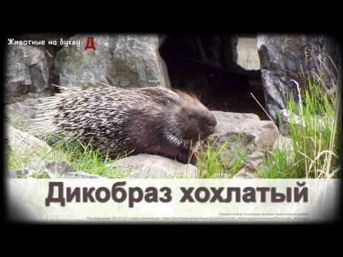 Животные на букву Д (1)