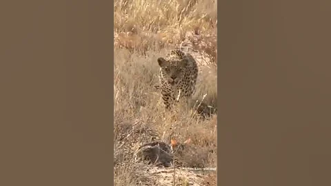 Watch the video about Leopard Attack on Serval Cat. #shorts #leopard