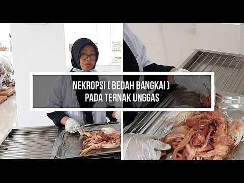 Video: Kapan nekropsi digunakan?