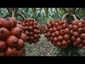 How Salak Snake Fruit Is Grown  From Planting to Peak Harvest Calm Farming Documentary