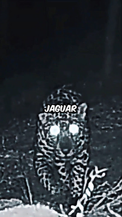 He Slept in the Jungle... Jaguar Came for Him 🐆